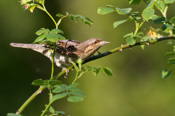 Draaihals, Eurasian Wryneck, Jynx torquilla