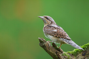 Draaihals, Eurasian Wryneck, Jynx torquilla