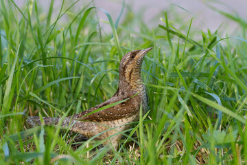Draaihals, Eurasian Wryneck, Jynx torquilla