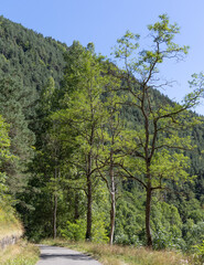 Fototapeta premium Valle de Aran