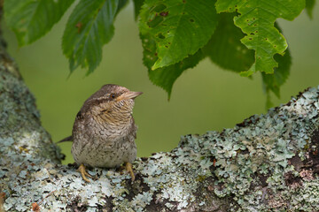Draaihals, Eurasian Wryneck, Jynx torquilla