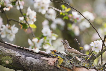 Draaihals, Eurasian Wryneck, Jynx torquilla