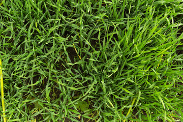 Young green wheat shoots rise from the ground in the spring. You can see the raindrops. View from above
