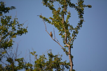 pajaro carpintero posando en arbol