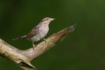 Draaihals, Eurasian Wryneck, Jynx torquilla