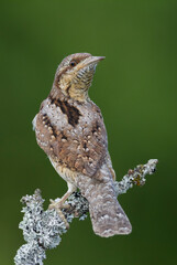 Draaihals, Eurasian Wryneck, Jynx torquilla
