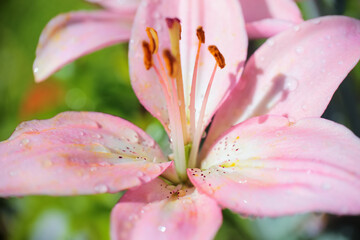 Fototapeta premium lilia, macro 