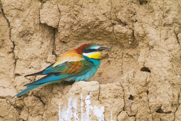 European Bee-eater, Bijeneter, Merops apiaster