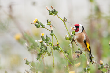 Putter, European Goldfinch, Carduelis carduelis parva