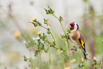 Putter, European Goldfinch, Carduelis carduelis parva