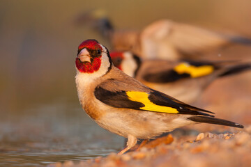 European Goldfinch, Putter,  Carduelis carduelis ssp. balcanica