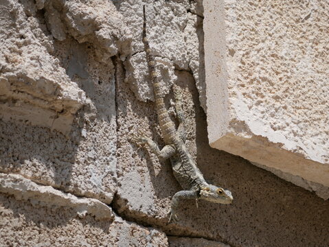 A large gray-brown lizard sits in the summer on a ruined fence of stones and concrete. Mountain agam basks in the sun on a hot summer day.