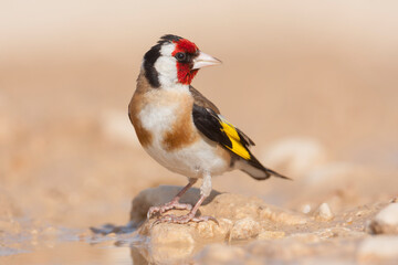European Goldfinch, Putter,  Carduelis carduelis ssp. balcanica