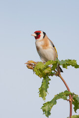 Putter, European Goldfinch, Carduelis carduelis carduelis