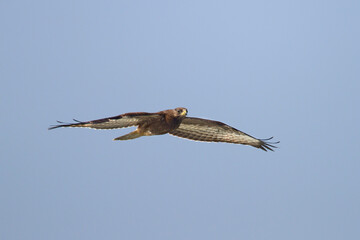 Wespendief, European Honey Buzzard, Pernis apivorus