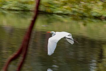 Voo da garça branca