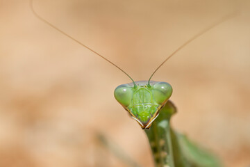 Praying Mantis, Europese Bidsprinkhaan, Mantis religiosa