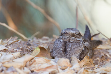 Nachtzwaluw, European Nightjar, Caprimulgus europaeus
