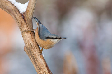 Boomklever, European Nuthatch, Sitta europaea caesia