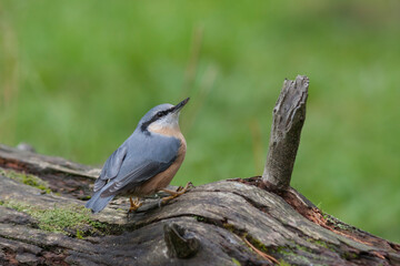 Boomklever, European Nuthatch, Sitta europaea caesia