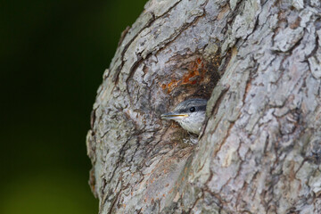 Boomklever, European Nuthatch, Sitta europaea caesia