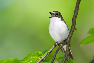 Bonte Vliegenvanger, European Pied Flycatcher, Ficedula hypoleuca hypoleuca