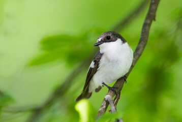Bonte Vliegenvanger, European Pied Flycatcher, Ficedula hypoleuca hypoleuca