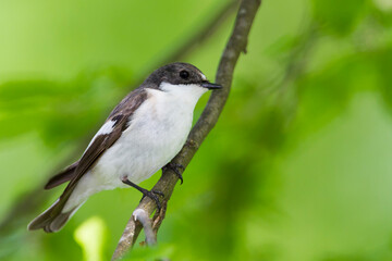 Bonte Vliegenvanger, European Pied Flycatcher, Ficedula hypoleuca hypoleuca