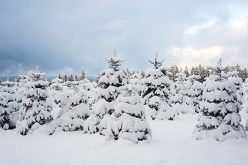 Snow covered Christmas tree plantation in the low mountain range, Rothaargebirge, Germany