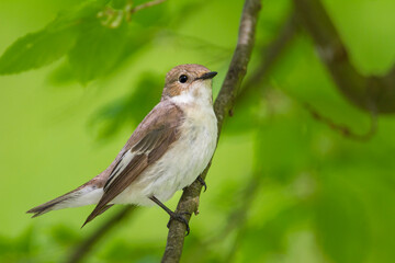 Bonte Vliegenvanger, European Pied Flycatcher, Ficedula hypoleuca hypoleuca
