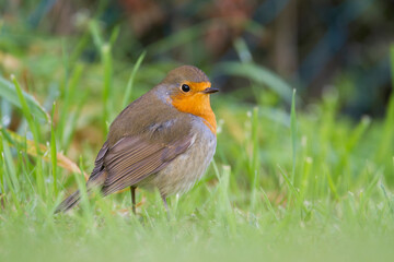 Roodborst, European Robin, Erithacus rubecula rubecula