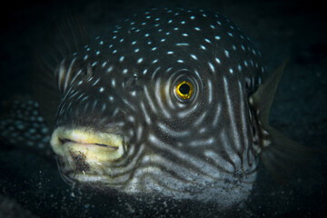 Pufferfish swimming above coral reef