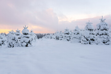 Snow covered Christmas tree plantation in the low mountain range, Rothaargebirge, Germany