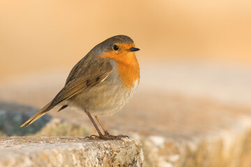 Roodborst, European Robin, Erithacus rubecula rubecula