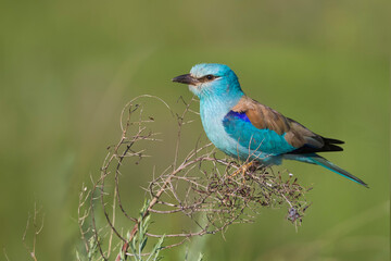 Scharrelaar, European Roller, Coracias garrulus semenowi
