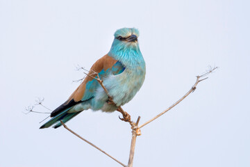 Scharrelaar, European Roller, Coracias garrulus garrulus