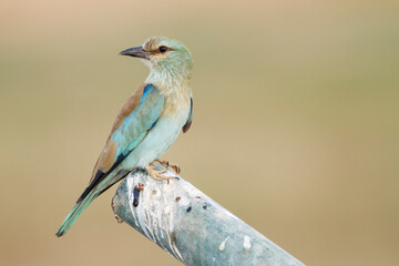 Scharrelaar, European Roller, Coracias garrulus semenowi