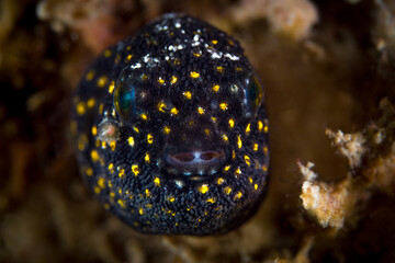 Juvenile map pufferfish on coral reef (Arothron mappa) Black and orange dot phase