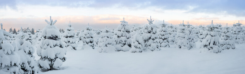 Snow covered Christmas tree plantation in the low mountain range, Rothaargebirge, Germany - obrazy, fototapety, plakaty