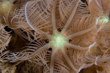 Close up detail of soft coral polyps