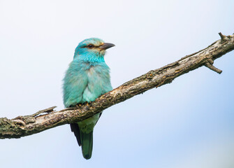 European Roller, Scharrelaar, Coracias garrulus ssp. garrulus