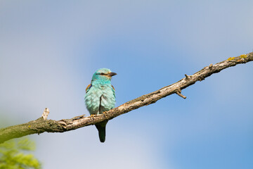 European Roller, Scharrelaar, Coracias garrulus ssp. garrulus