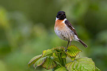 Roodborsttapuit, European Stonechat, Saxicola torqatus rubicola
