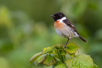 Roodborsttapuit, European Stonechat, Saxicola torqatus rubicola