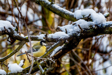 Tit on a branch of a leafless tree. 