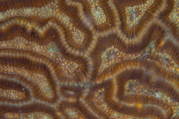  Close up colorful detail of coral polyps