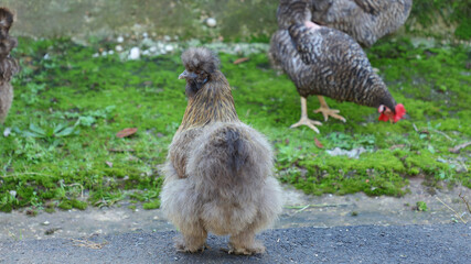 Gallina sedosa del japón o silkie