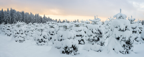 Snow covered Christmas tree plantation in the low mountain range, Rothaargebirge, Germany