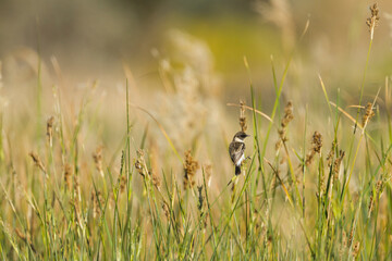 Roodborsttapuit, European Stonechat, Saxicola torqatus rubicola