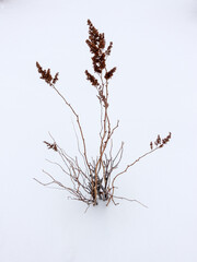 Branch against the background of snow in Astana